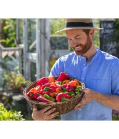 Spitzpaprika, Rot -Gardena Store 8831588 8833501 8831034 8831687 8831125 8830382 WE MO 001 Titel GC07 2020 02 PaprikaSpitzpaprikaSnackpaprikaPeproniPiriPiri