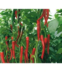 Rote Peperoni, Scharf 11 Rote Peperoni, Scharf -Gardena Store 8831687 WE DE 001 CapsicumAnnuumFireflameVolmary