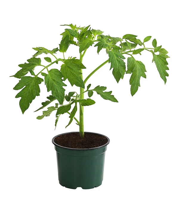 Bioland Buschtomate 4 Bioland Buschtomate – Bild 2