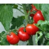 Bioland Buschtomate -Gardena Store 8831968 WE MO 001 BioBuschtomate