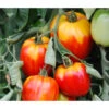 Ochsenherztomate 'Fleurette' 2 Ochsenherztomate 'Fleurette' -Gardena Store 8832883 WE MO 001 OchsenherztomateFleurette