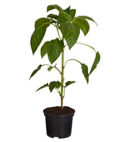 Spitzpaprika, Rot -Gardena Store 8833501 PR FS 001 SpitzpaprikaRotT105DehnerExpressZS