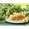 Dehner Ananaskirsche Physalis -Gardena Store 8837965 WE MO 001 GourmetAndenbeereGoldvital