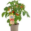 Pick-a-Tom® Pflaumentomate Mit Früchten -Gardena Store 8838872 PR FS 002 PickaTomPflaumentomateT14DehnerExpressHerzig