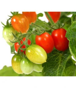 Pick-a-Tom® Pflaumentomate Mit Früchten -Gardena Store 8838872 WE DE 001 PickaTomPflaumentomateT14