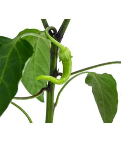 Türkische Peperoni -Gardena Store 8839094 WE DE 001 TuerkischerPeperon