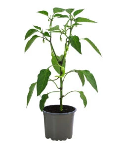 Türkische Peperoni -Gardena Store 8839094 WE FS 001 TuerkischerPeperoni