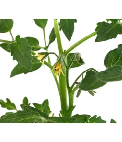 Tomate 'Previa' -Gardena Store 8839136 WE DE 001 TomatePrevia