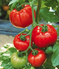 Tomate 'Garance' 10 Tomate 'Garance' -Gardena Store 8839169 WE MO 002 FleischtomateGarance