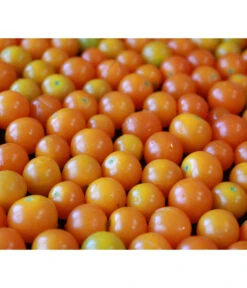 Cherrytomate 'Sungold' -Gardena Store 8839326 PR MO 001 CherrytomateSungold