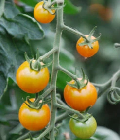 Cherrytomate 'Sungold' -Gardena Store 8839326 WE DE 001 TomateSungoldGelbCherrytomate