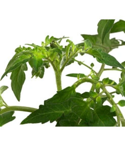 Cherrytomate 'Sungold' -Gardena Store 8839326 WE DE 002 TomateSundgoldCocktailGelb