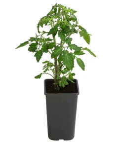 Cherrytomate 'Sungold' -Gardena Store 8839326 WE FS 001 TomateSundgoldCocktailGelb