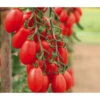 Mini San-Marzano Tomate 'Trilly' -Gardena Store 8839326 WE MO 002 PflaumentomateTrilly