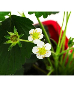 Erdbeerkasten -Gardena Store 8842106 WE DE 002 FragariaErdbeerkasten40