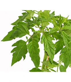 Bioland Fleischtomate -Gardena Store 8842627 WE DE 001 BioFleischtomateT12DehnerExpressHerzig