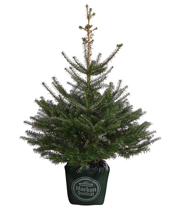 Korea-Tanne, Ca. 80-100 Cm, Im Topf Gewachsen 3 Korea-Tanne, Ca. 80-100 Cm, Im Topf Gewachsen