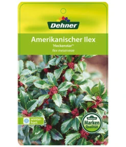 Stechpalme 'Heckenstar' 8 Stechpalme 'Heckenstar' -Gardena Store AmerikanischerIlexHeckenstar Etikett 1