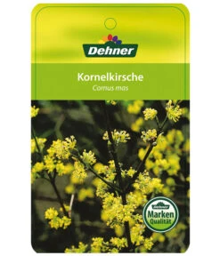 Kornelkirsche - Cornus Mas -Gardena Store KornelkirscheCornusmas Etikett 1