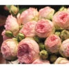 Edelrose - Noblesse® Spray Rose 'Lovely Rokoko®' -Gardena Store LovelyRokoko2017