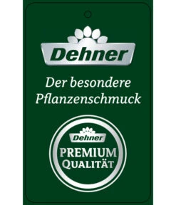 Schmetterlingsorchidee - Phalaenopsis Cultivars 'Twister' 22 Schmetterlingsorchidee - Phalaenopsis Cultivars 'Twister' -Gardena Store PremiumPhalaenopsis Phala 04052016 1