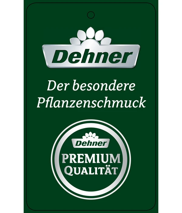 Schmetterlingsorchidee - Phalaenopsis Cultivars 'Twister' 12 Schmetterlingsorchidee - Phalaenopsis Cultivars 'Twister' – Bild 10