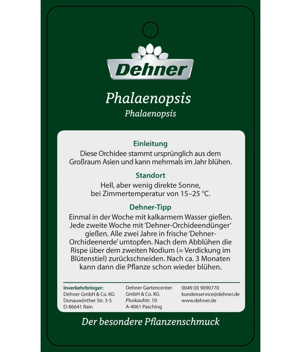 Schmetterlingsorchidee - Phalaenopsis Cultivars 'Twister' 13 Schmetterlingsorchidee - Phalaenopsis Cultivars 'Twister' – Bild 11