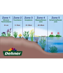 Dehner Aqua Seerose 13 Dehner Aqua Seerose -Gardena Store WE DE 001 Teichzonen Wasserpflanzen Schild 3