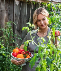 Ochsenherztomate 'Fleurette' 11 Ochsenherztomate 'Fleurette' -Gardena Store WE MO 001 Ernte Tomate 04
