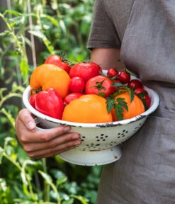 Tomate 'Garance' 12 Tomate 'Garance' -Gardena Store WE MO 001 Ernte Tomate 05