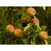 Pfirsich-Aprikose 'Pfirsicose®' -Gardena Store peaches 8985 1920
