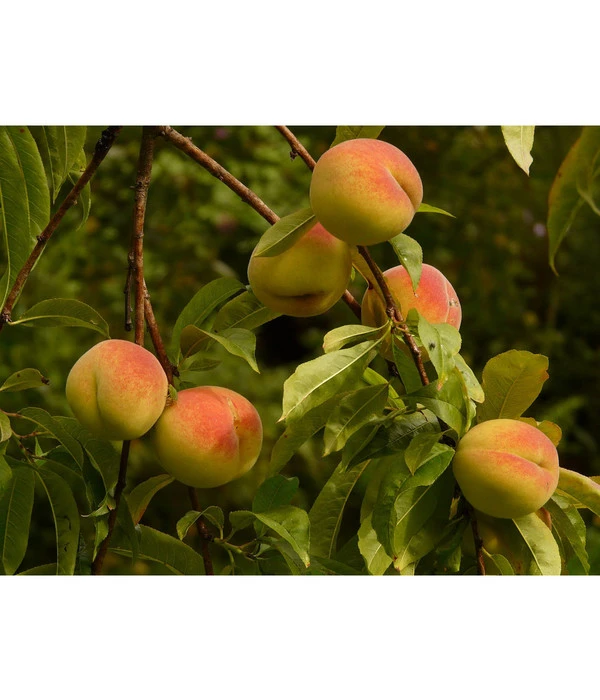 Pfirsich-Aprikose 'Pfirsicose®' 3 Pfirsich-Aprikose 'Pfirsicose®'